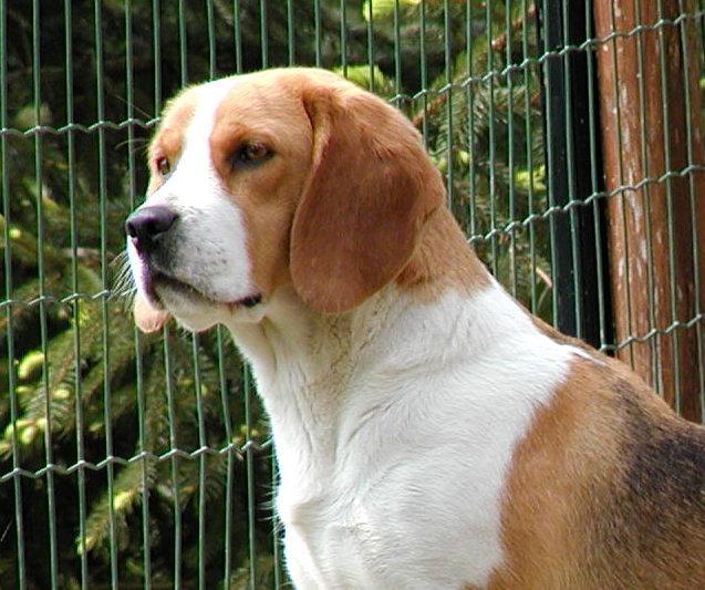 Beagle