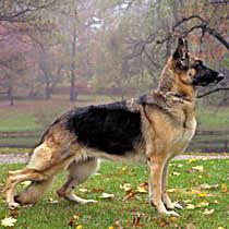 German Shepherd