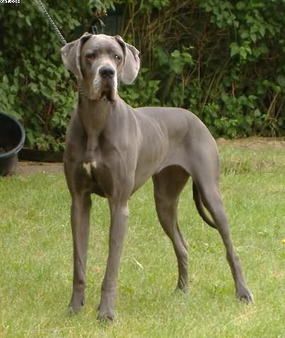 Great Dane
