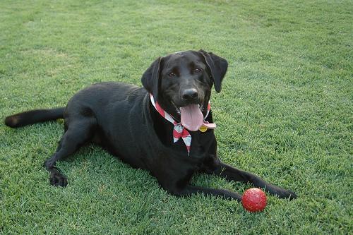 Labrador Retriever