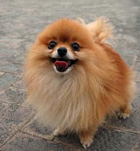 Pomeranian