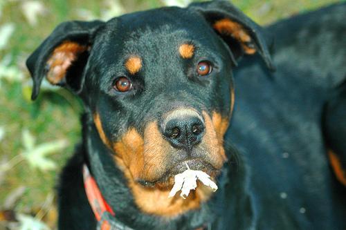 Rottweiler